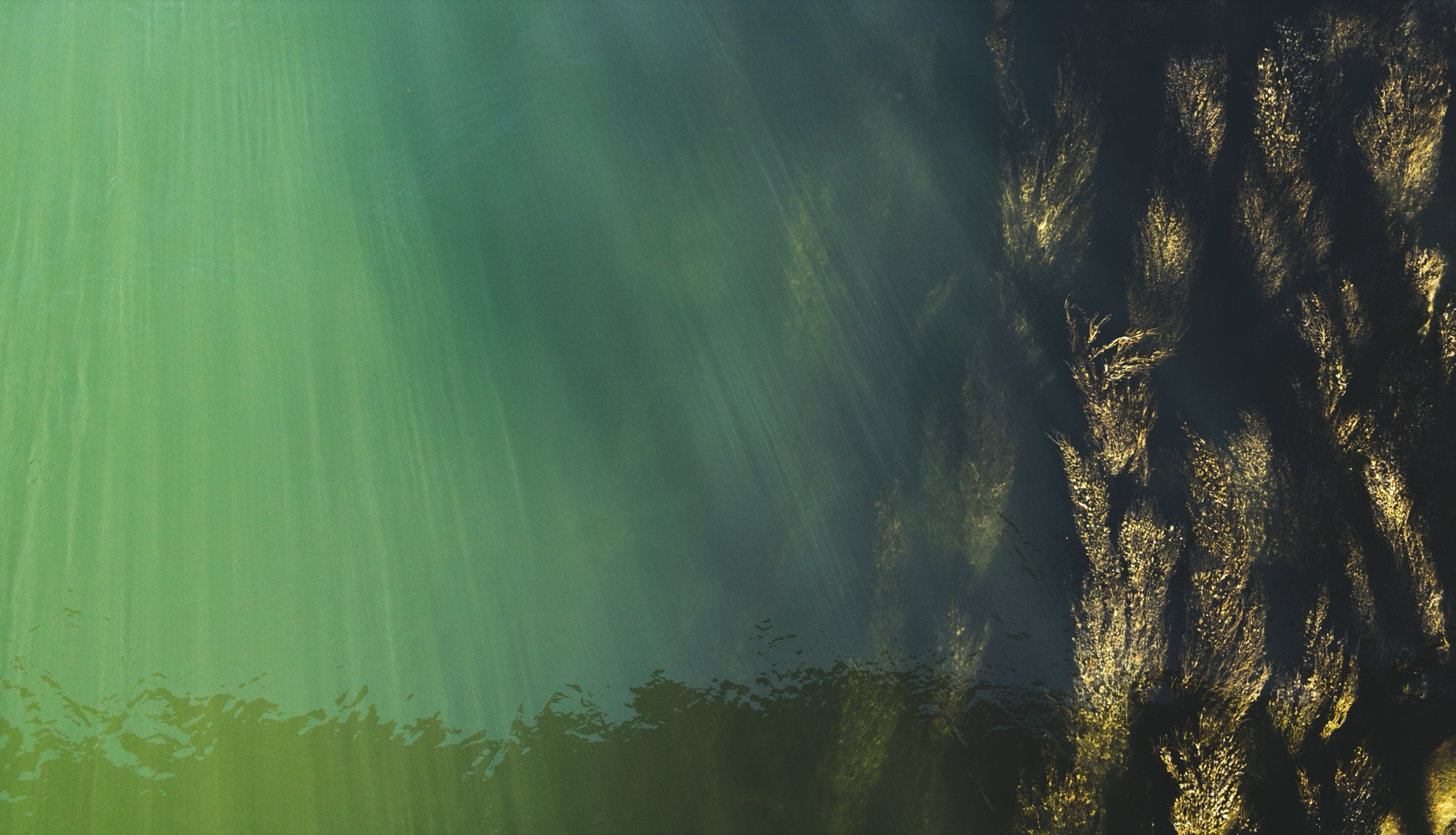 Economic and biophysical limits to seaweed farming for climate change mitigation