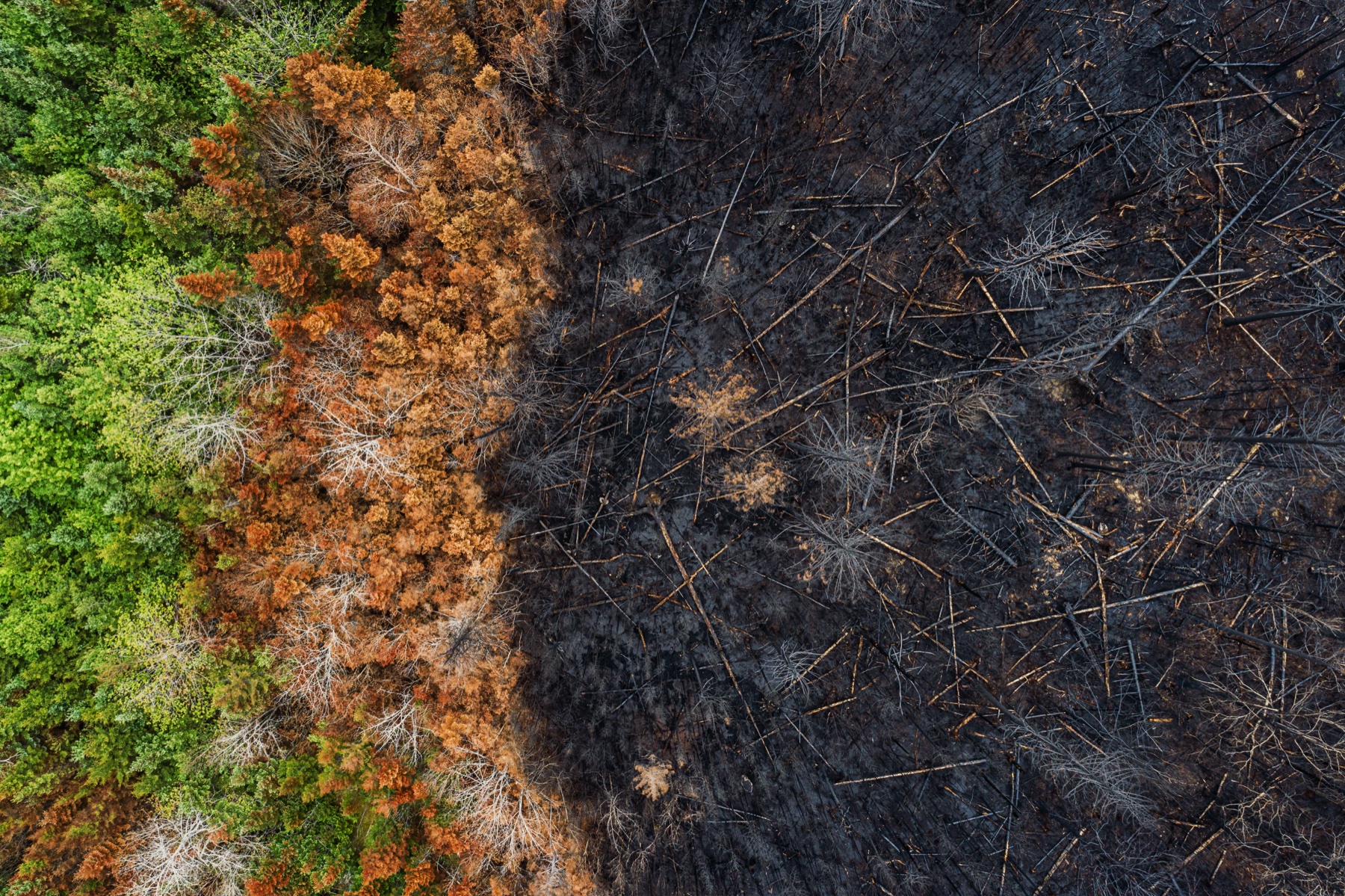 Forest carbon protocols underestimate climate-driven carbon loss risks